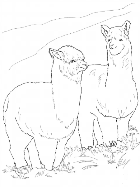 Two Hairy Alpacas coloring page image