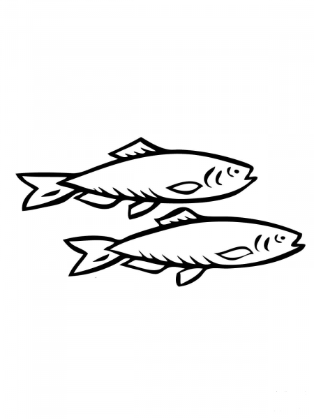 Two Herring Fishes coloring page image
