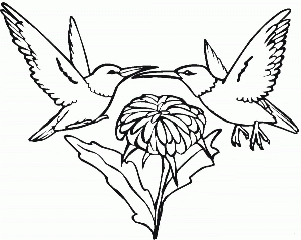 Two Hummingbirds And Flower coloring page image