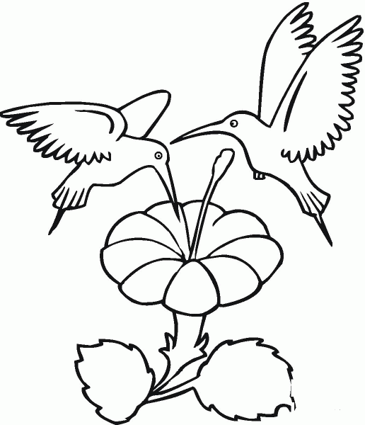 Two Hummingbirds Drinks Flower Nectar coloring page image