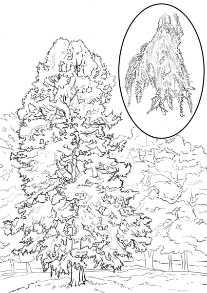 Bald Cypress coloring page image