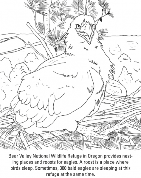 Bald Eagle Chick coloring page image
