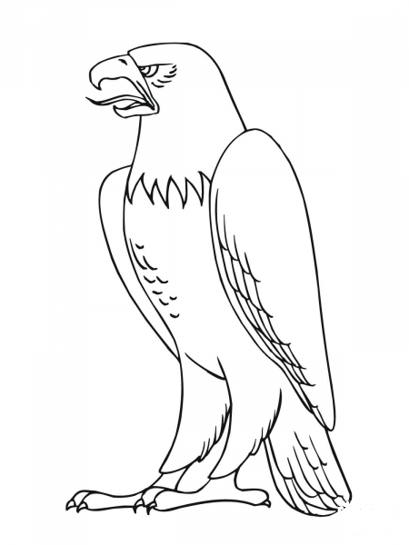 Bald Eagle coloring page image