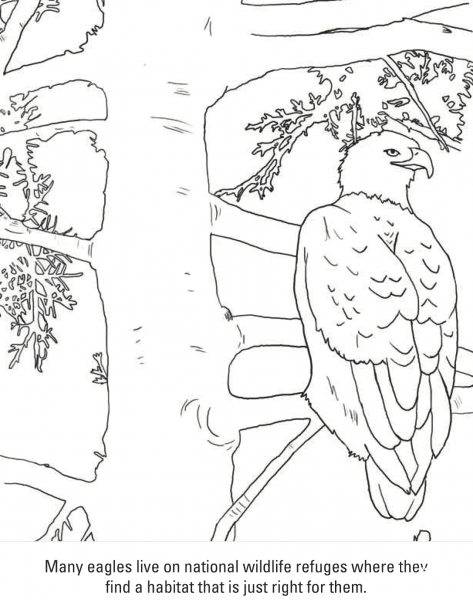 Bald Eagle coloring page image