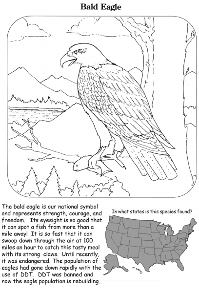 Bald Eagle coloring page image