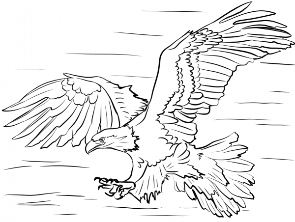 Bald Eagle Diving for Prey coloring page image