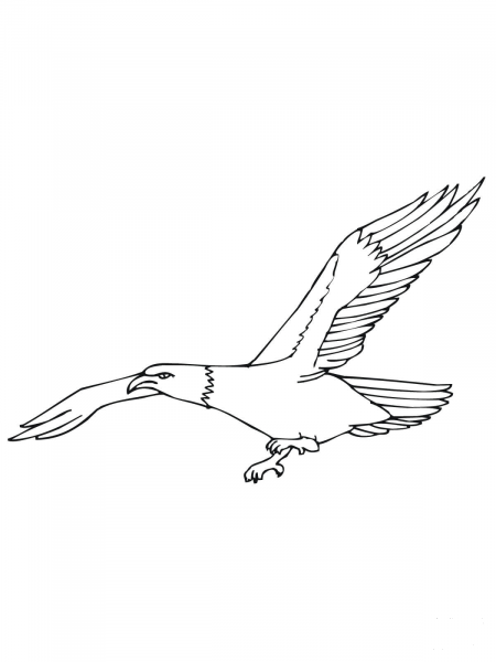 Bald Eagle Flying coloring page image