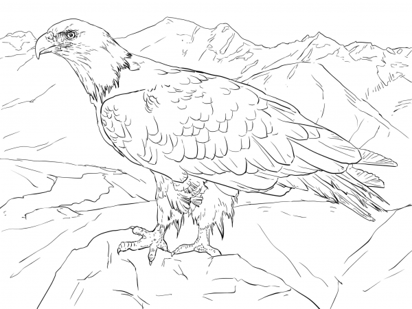 Bald Eagle from Alaska coloring page image