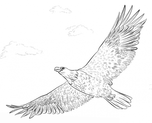 Bald Eagle in Flight coloring page image