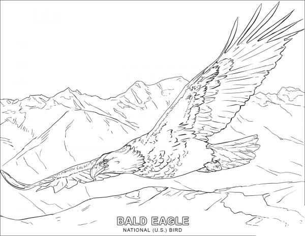 Bald Eagle – National U.S. Bird coloring page image