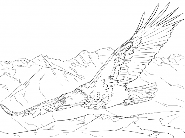 Bald Eagle Soaring coloring page image