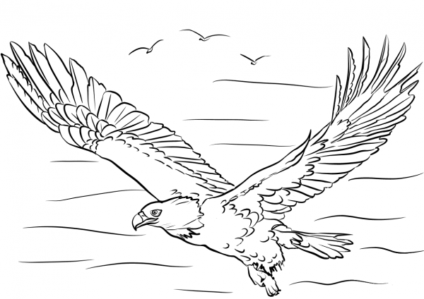 Bald Eagle with Wings Spread coloring page image