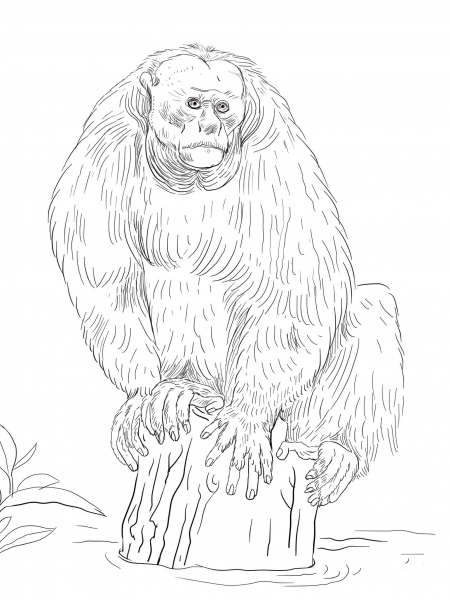 Bald Uakari coloring page image