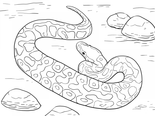 Ball Python coloring page image