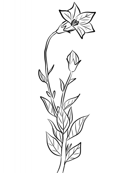 Balloon Flower (Platycodon Grandiflorus) coloring page image