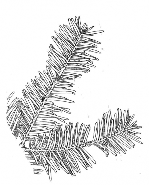 Balsam Fir Branchlet coloring page image