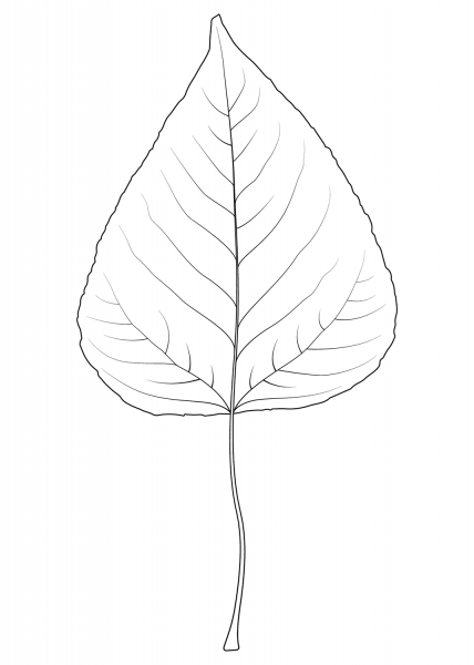 Balsam Poplar Leaf coloring page image