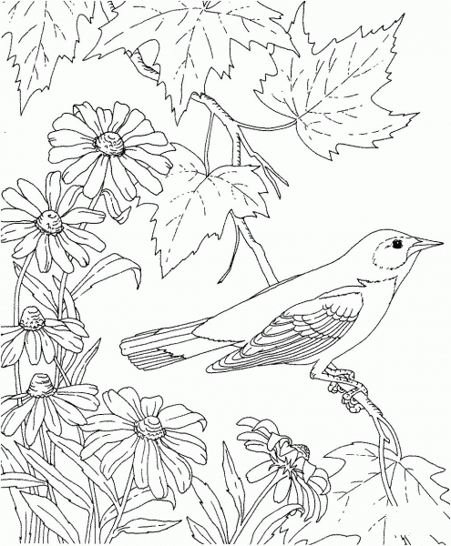 Baltimore Oriole and Black-Eyed Susan Maryland Bird and Flower coloring page image