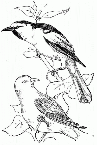 Baltimore Oriole  coloring page image