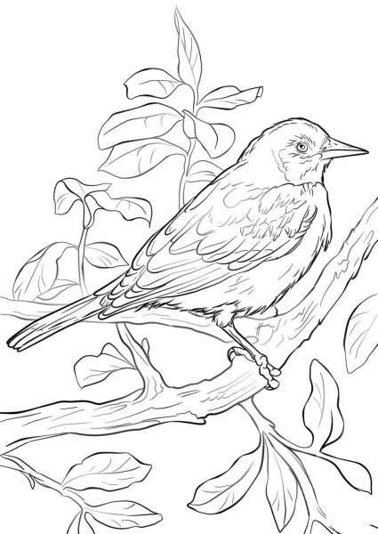 Baltimore Oriole coloring page image