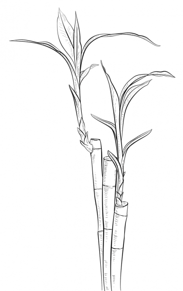 Bamboo houseplant  coloring page image
