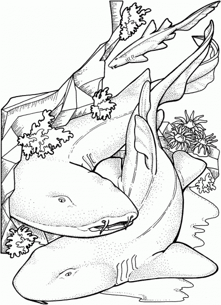 Bamboo Sharks coloring page image