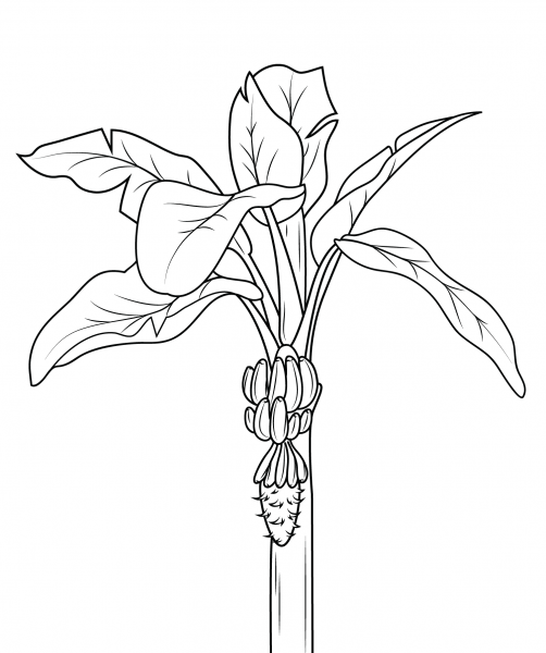 Banana Plant with Bananas coloring page image