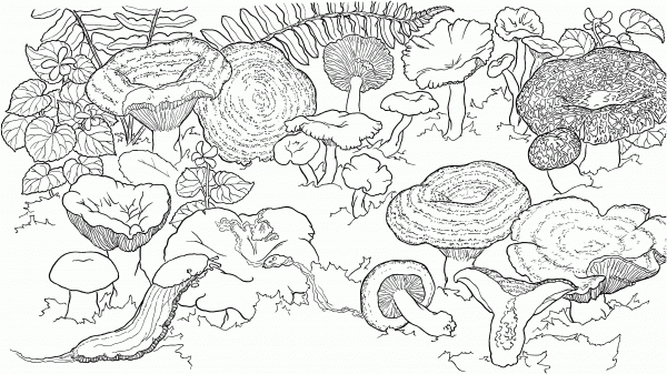 Banana Slug and Mushrooms coloring page image