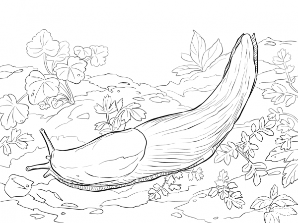 Banana Slug coloring page image