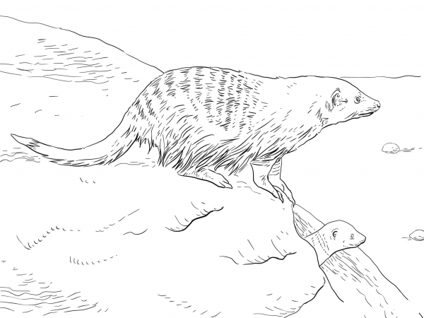 Banded Mongoose coloring page image