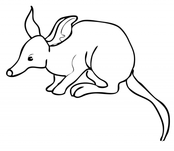 Bandicoot coloring page image