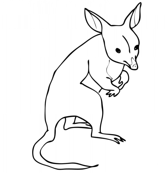 Bandicoot from Australia coloring page image
