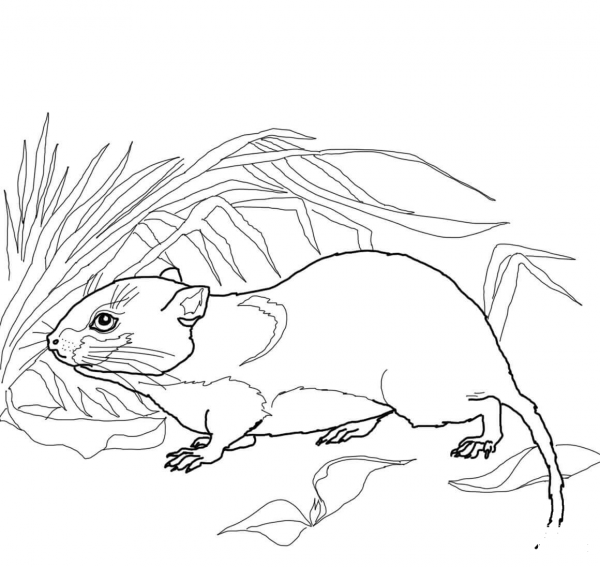 Bank Vole coloring page image