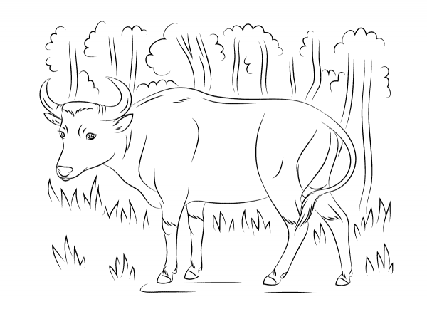 Banteng coloring page image