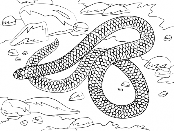 Barbados Threadsnake coloring page image