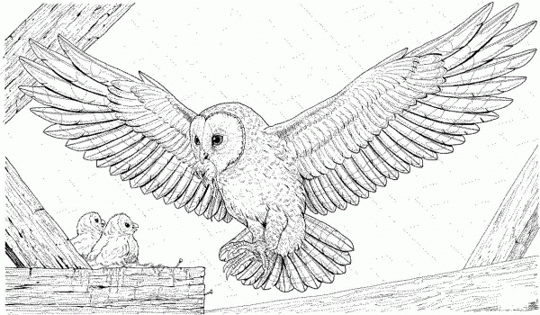 Barn Owl Brings a Prey for Its Babies coloring page image