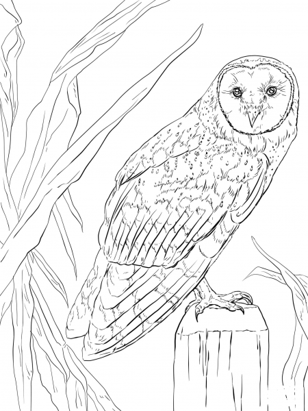 Barn Owl coloring page image
