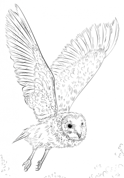 Barn Owl in Flight coloring page image