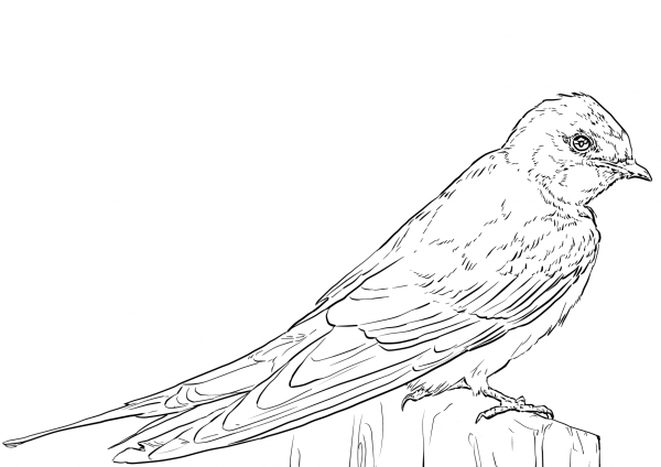Barn Swallow coloring page image