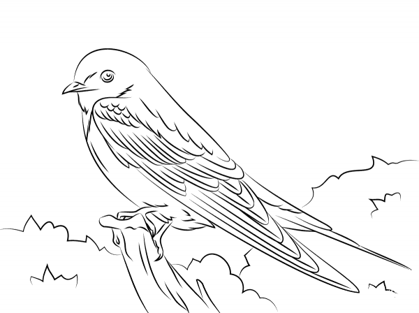 Barn Swallow coloring page image