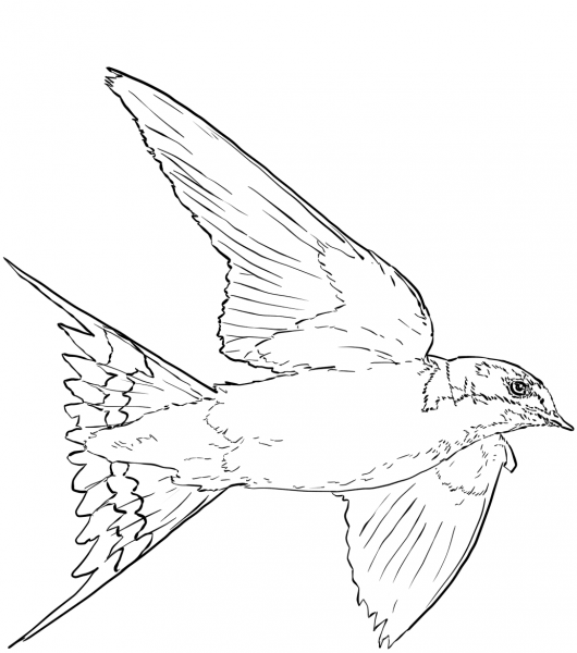Barn Swallow in Flight coloring page image