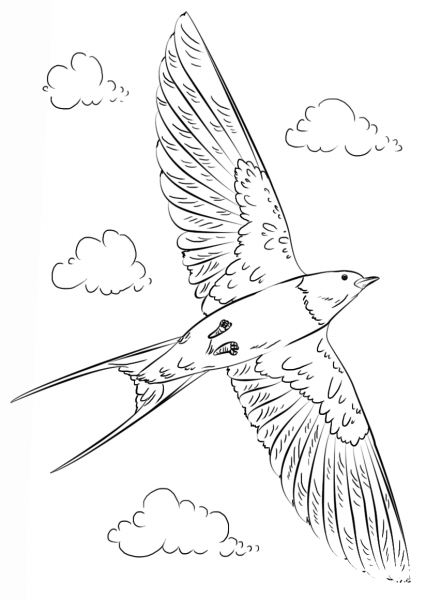 Barn Swallow in Flight coloring page image