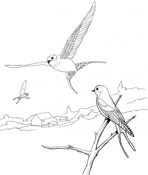 Barn Swallows coloring page image