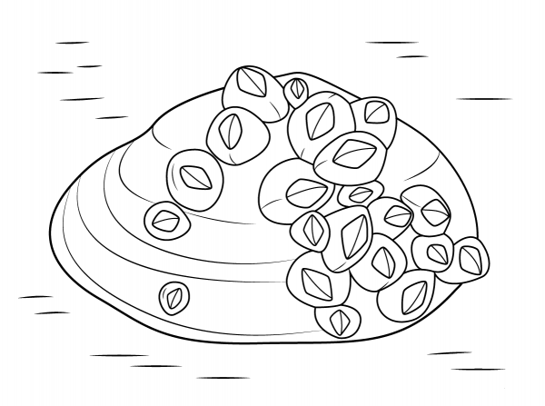 Barnacles on Soft Shell Clam coloring page image
