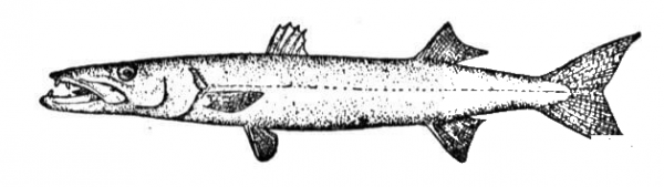 Barracuda coloring page image