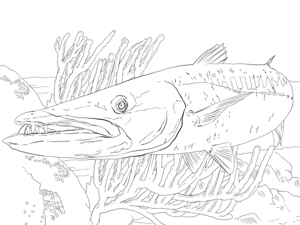 Barracuda Fish coloring page image