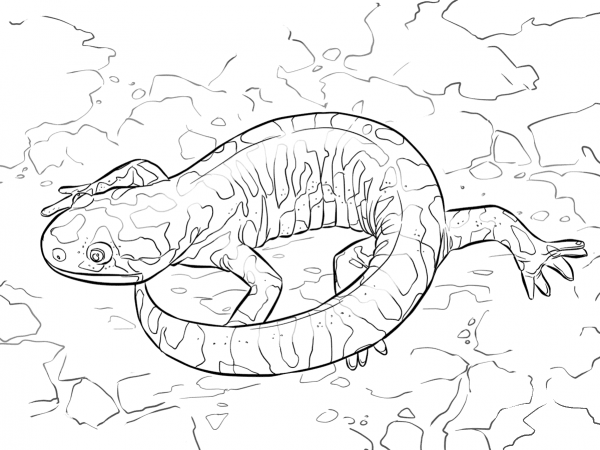 Barred Tiger Salamander coloring page image