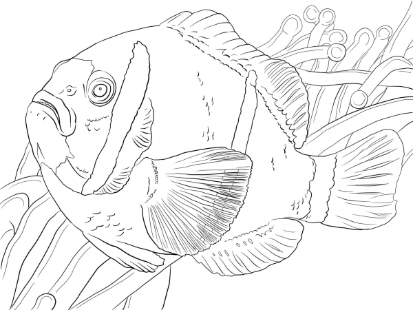 Barrier Reef Anemonefish coloring page image