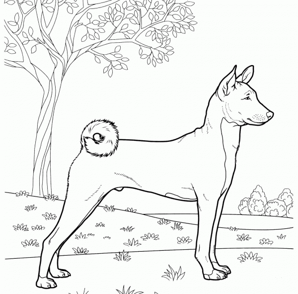 Basenji  coloring page image