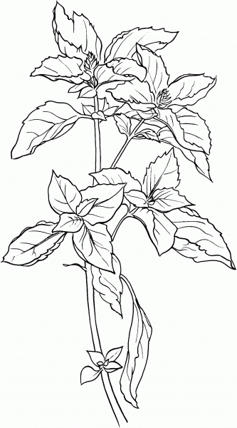 Basil coloring page image